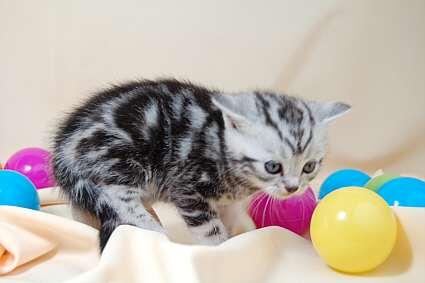 hermosos gatitos maine coon