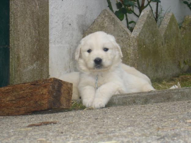 Perritos Golden Buena Calidad