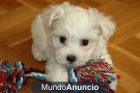 Regalo Bichon maltes - mejor precio | unprecio.es