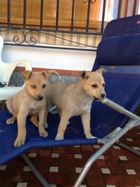Regalo cachorro a dueñ@ responsable