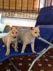 Regalo cachorro a dueñ@ responsable - mejor precio | unprecio.es