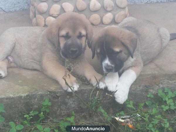 Cachorros Mastín Leonés
