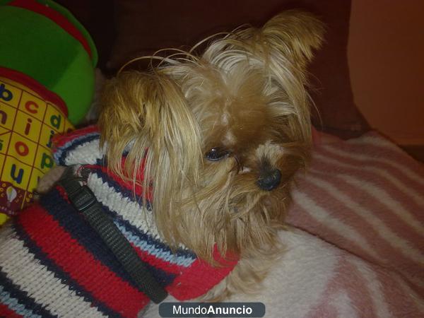 busco yorkshire toy para monta en madrid