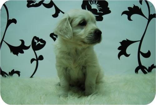 Camada de Golden con 2 meses.