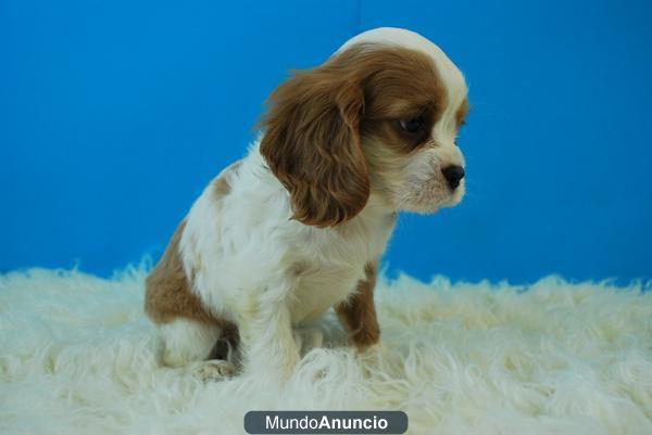 cavalier king, el perrito de moda