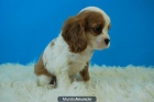 cavalier king, el perrito de moda - mejor precio | unprecio.es