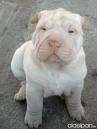 shar.pei
