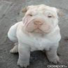 shar.pei - mejor precio | unprecio.es
