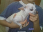 Urgente Chihuahua Mini - mejor precio | unprecio.es