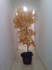 Vendo árbol de decoración artificial. - mejor precio | unprecio.es