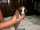 VENDO CACHORROS DE BOXER - mejor precio | unprecio.es