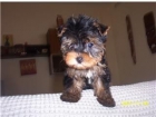 VENDO YORKSHIRE DE 2 MESES (MINIATURA) - mejor precio | unprecio.es