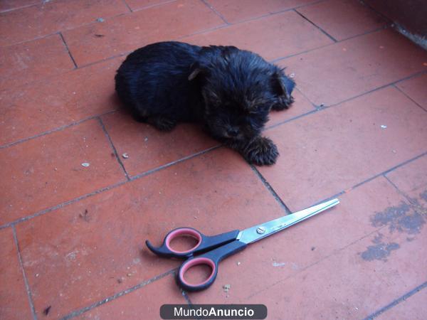 yorkshire terrier
