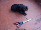 yorkshire terrier - mejor precio | unprecio.es