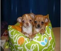¡ TU CHIHUAHUA CON CINCO AÑOS DE GARANTIA!