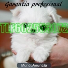 Bichon maltes toy 270€ TLF602553072 - mejor precio | unprecio.es