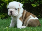 BULLDOG INGLES CACHORROS DE CALIDAD PEDIGREE 150 euros - mejor precio | unprecio.es