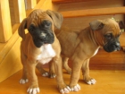 cachorros de boxer cachorros de pura raza nacionales - mejor precio | unprecio.es