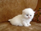 gatitos para la venta - mejor precio | unprecio.es