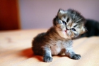 gatos persas - mejor precio | unprecio.es