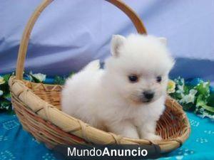 Preciosa cachorros pomerania