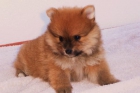 SE VENDE CAMADA DE LULU DE POMERANIA CON PEDEGRI - mejor precio | unprecio.es