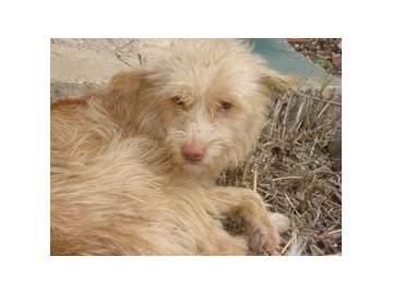 TEO, ABANDONADO EN LA CARRETERA BUSCA TAN SOLO UN HOGAR, ADOPTALO!!