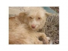 TEO, ABANDONADO EN LA CARRETERA BUSCA TAN SOLO UN HOGAR, ADOPTALO!! - mejor precio | unprecio.es
