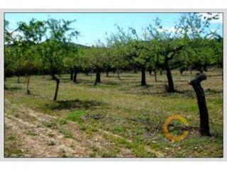 Terreno/Finca Rstica en venta en Cervera del Maestre/Cervera del Maestrat, Castellón (Costa Azahar)