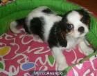 Vendo camada de Cavalier, urge - Madrid - mejor precio | unprecio.es