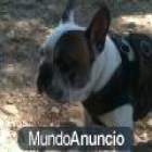 bulldog frances para montas - mejor precio | unprecio.es