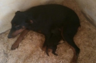 cachorro de doberman puro 100 euros - mejor precio | unprecio.es