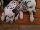 Dálmatas últimos cachorros de la camada - mejor precio | unprecio.es