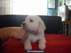 Goldern retriever cachorros disponible - mejor precio | unprecio.es