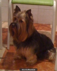 Ofrezco Yorkshire Terrier para montas con pedigree - mejor precio | unprecio.es