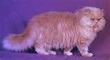 se da en adoncion gato persa