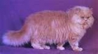 se da en adoncion gato persa - mejor precio | unprecio.es