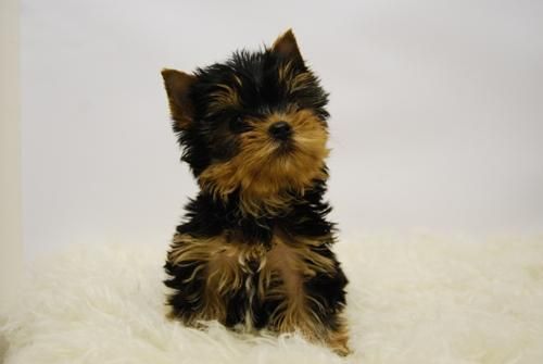 yorkshire cachorretes de calidad, negro fuego