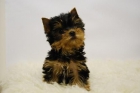 yorkshire cachorretes de calidad, negro fuego - mejor precio | unprecio.es