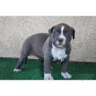 CACHORRO AMERICAN PITBULL . - mejor precio | unprecio.es