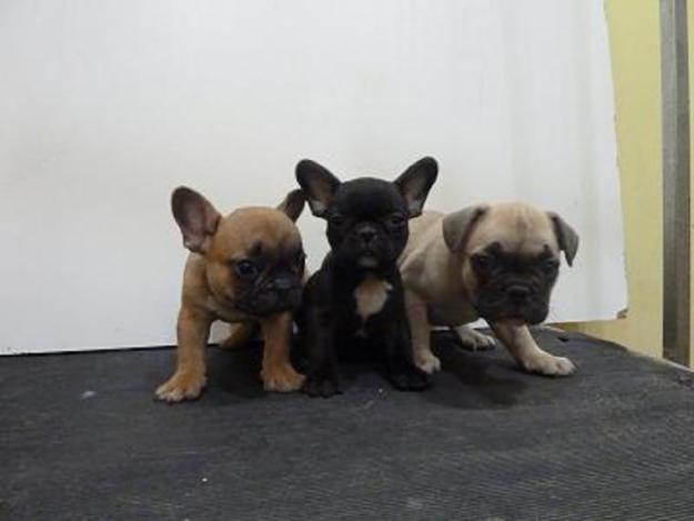 cachorro bulldog frances