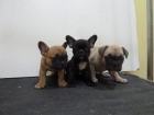 cachorro bulldog frances - mejor precio | unprecio.es