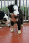 Cachorros de Border collie - mejor precio | unprecio.es