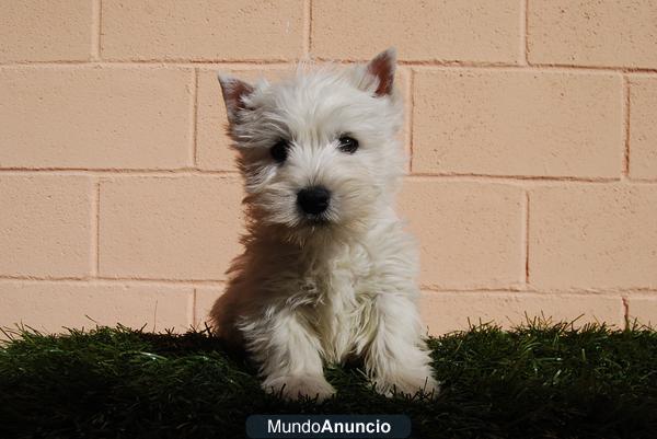 Cachorros West Highland de raza y calidad