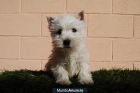 Cachorros West Highland de raza y calidad - mejor precio | unprecio.es