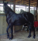 gleding cavalo Friesian para adoção (carinamontana1958@gmail.com) - mejor precio | unprecio.es