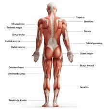 Maso-terapia. Sanación holistica, oxigenación de tejidos