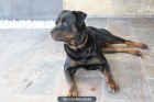 se ofrece gratis precioso rottweiler para montas. - mejor precio | unprecio.es