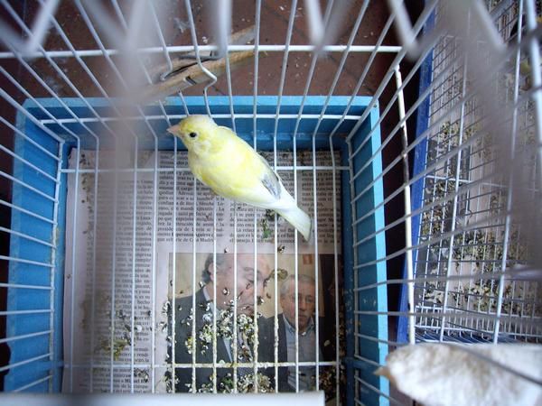 VENDO CANARIAS