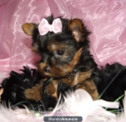 Yorkshire Terrier cachorros - mejor precio | unprecio.es